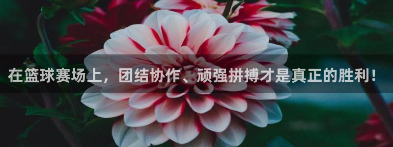 易游验证官网：在篮球赛场上，团结协作、顽强拼搏才是真正的胜利